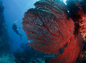 <b class=qtipBold><figcaption>Underwater paradise</figcaption></b><br>Beautiful corals and blue water.<br><em>© Andrey Narchuk</em> Underwater paradise