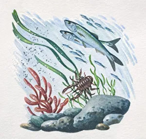 Underwater scene with fish, crab, sea plants and rocks, side view Underwater scene with fish, crab, sea plants and rocks, side view