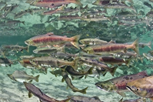 Underwater Spawning Salmon, Alaska Underwater Spawning Salmon, Alaska