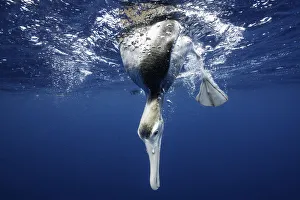 Underwater view of an albatross looking underwater, North Island, New Zealand Underwater view of an albatross looking underwater, North Island, New Zealand