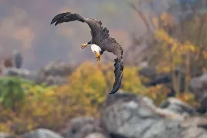 <b class=qtipBold><figcaption>Undivided Attention</figcaption></b><br>A bald eagle going down for a catch<br><em>© 2015 Phoo Chan</em> Undivided Attention