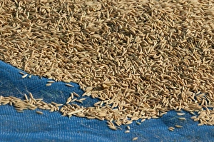 Unground Asian rice -Oryza sativa- spread out to dry after the harvest, Battambang Unground Asian rice -Oryza sativa- spread out to dry after the harvest, Battambang