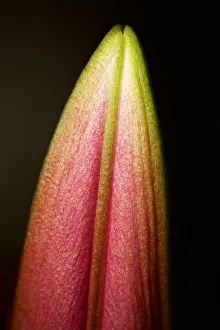 <b class=qtipBold><figcaption>Unopened Pink Flower Still Life</figcaption></b><br>Stunning macro photograph of a pink Flower just before opening<br><em>© © Simon Gakhar</em> Unopened Pink Flower Still Life