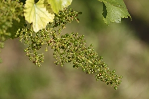 Unripe grapes -Vitis vinifera subsp. vinifera-, Wachau, Lower Austria, Austria, Europe Unripe grapes -Vitis vinifera subsp. vinifera-, Wachau, Lower Austria, Austria, Europe