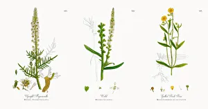 Upright Mignonnette, Reseda Suffruticulosa, Victorian Botanical Illustration, 1863 Upright Mignonnette, Reseda Suffruticulosa, Victorian Botanical Illustration, 1863