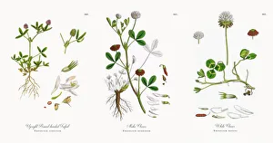 Upright Round-headed Trefoil, Trifolium strictum, Victorian Botanical Illustration, 1863 Upright Round-headed Trefoil, Trifolium strictum, Victorian Botanical Illustration, 1863