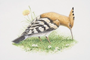 Upupa epops, Hoopoe, illustration of bird with brown body, black and white wings, long curved bill Upupa epops, Hoopoe, illustration of bird with brown body, black and white wings, long curved bill
