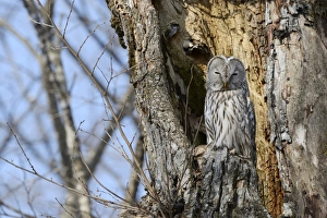 Ural owl -Strix uralensis- perched on an old tree trunk, nesting in the old tree, Kawayu Onsen, Kushiro, Hokkaido Ural owl -Strix uralensis- perched on an old tree trunk, nesting in the old tree, Kawayu Onsen, Kushiro, Hokkaido