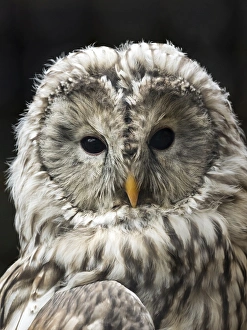 Ural Owl (Strix uralensis), portrait. Pyrenees, France Ural Owl (Strix uralensis), portrait. Pyrenees, France