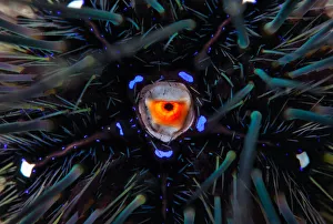 <b class=qtipBold><figcaption>Urchin</figcaption></b><br>Sea urchinCambodia underwater<br><em>© Andrey Narchuk</em> Urchin