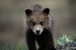 (ursus arctos) USA, Alaska, Denali National Park (ursus arctos) USA, Alaska, Denali National Park