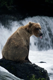 (ursus arctos) USA, Alaska Peninsula, Katmai National Park (ursus arctos) USA, Alaska Peninsula, Katmai National Park