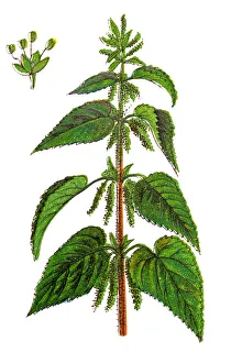 Urtica dioica, often called common nettle, stinging nettle or nettle leaf Urtica dioica, often called common nettle, stinging nettle or nettle leaf