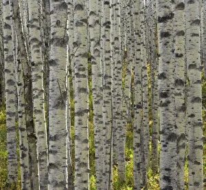 USA, Colorado, aspen grove, close-up of trunks USA, Colorado, aspen grove, close-up of trunks