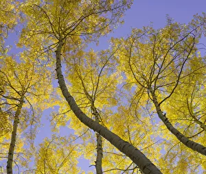 USA, Colorado, autumnal aspen trees, low angle view USA, Colorado, autumnal aspen trees, low angle view