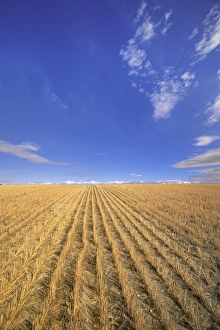 Photographers/john eastcott yva momatiuk photography/usa montana billings harvested wheatfield Photographers/john eastcott yva momatiuk photography/usa montana billings harvested wheatfield