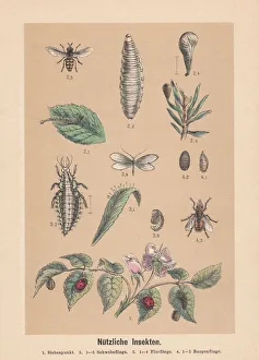 Useful insects, hand-colored lithograph, published in 1888 Useful insects, hand-colored lithograph, published in 1888