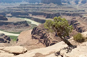Utah juniper -Juniperus osteosperma-, eroded landscape, canyons, red sandstone, river Utah juniper -Juniperus osteosperma-, eroded landscape, canyons, red sandstone, river
