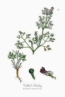 Vaillantas Fumitory, Fumaria Vaillantii, Victorian Botanical Illustration, 1863 Vaillantas Fumitory, Fumaria Vaillantii, Victorian Botanical Illustration, 1863