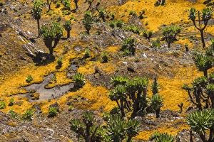Valley with Afro-alpine vegetation, Giant Groundsels -Dendrosenecio- in the Rwenzori Mountains, Uganda