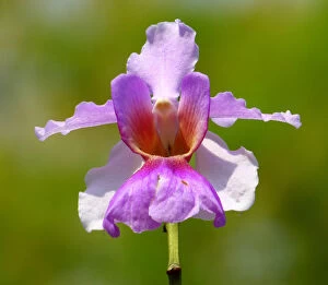 Singapore Gallery: Vanda miss joaquim orchid, national flower of Singapore