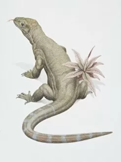 Reptile Collection: Varanus komodoensis, Komodo Dragon, rear view