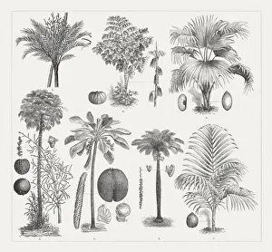 Varios palm trees, wood engravings, published around 1895 Varios palm trees, wood engravings, published around 1895