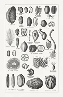 Various forms of plant seeds, wood engravings, published in 1897 Various forms of plant seeds, wood engravings, published in 1897