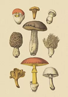 Images Dated 10th April 2013: Various Mushrooms
