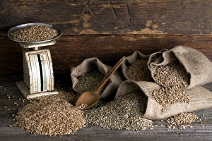 Various types of cereals, wheat, rye, unripe spelt grain and spelt, in jute bags on rustic wood Various types of cereals, wheat, rye, unripe spelt grain and spelt, in jute bags on rustic wood