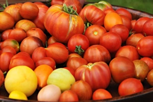 Various types of Tomatoes -Solanum lycopersicum- on a tray, Lower Saxony, Germany Various types of Tomatoes -Solanum lycopersicum- on a tray, Lower Saxony, Germany