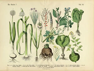 Herb Gallery: Vegetables, Fruit and Berries of the Garden, Victorian Botanical Illustration