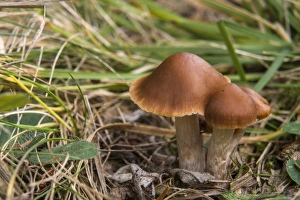 Velvety Webcap -Cortinarius junghuhnii-, Thuringia, Germany Velvety Webcap -Cortinarius junghuhnii-, Thuringia, Germany