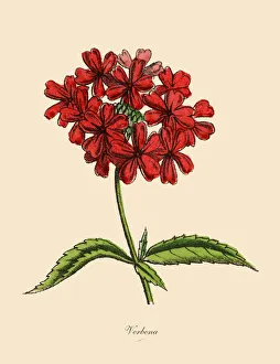 Verbena Plants, Victorian Botanical Illustration Verbena Plants, Victorian Botanical Illustration