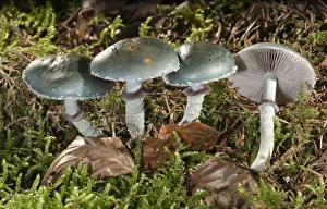 Verdigris Agaric -Stropharia aeruginosa-, Untergroeningen, Baden-Wuerttemberg, Germany Verdigris Agaric -Stropharia aeruginosa-, Untergroeningen, Baden-Wuerttemberg, Germany