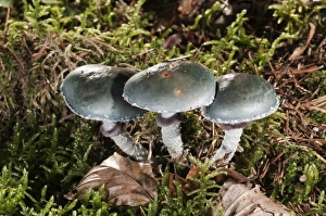 Verdigris Agaric -Stropharia aeruginosa-, Untergroeningen, Baden-Wuerttemberg, Germany Verdigris Agaric -Stropharia aeruginosa-, Untergroeningen, Baden-Wuerttemberg, Germany
