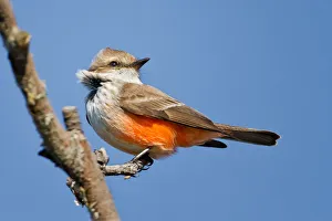 <b class=qtipBold><figcaption>Vermilion Flycatcher</figcaption></b><br>Vermilion Flycatcher perching on branch against blue sky.<br><em>© Phoo Chan</em> Vermilion Flycatcher