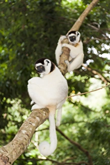 Two Verreauxs Sifakas -Propithecus verreauxi- sitting in a tree Two Verreauxs Sifakas -Propithecus verreauxi- sitting in a tree