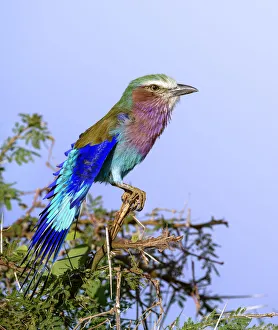 Vertical of Beautiful Lilac Breasted Roller Against Blue Sky at Samburu, Kenya Vertical of Beautiful Lilac Breasted Roller Against Blue Sky at Samburu, Kenya
