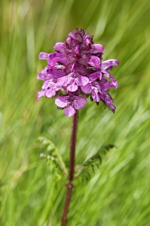 Verticillate lousewort -Pedicularis verticillata-, Sanetschpass, Switzerland Verticillate lousewort -Pedicularis verticillata-, Sanetschpass, Switzerland