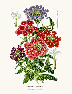 Painte Gallery: Vervain or verbena