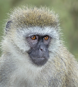 <b class=qtipBold><figcaption>Vervet monkey portrait</figcaption></b><br>Vervet monkey close up of face<br><em>© Russell Burden</em> Vervet monkey portrait