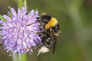 Vestal Cuckoo Bumblebee -Psithyrus Vestalis- Untergroeningen, Baden-Wuerttemberg, Germany Vestal Cuckoo Bumblebee -Psithyrus Vestalis- Untergroeningen, Baden-Wuerttemberg, Germany