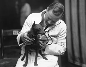 <b class=qtipBold><figcaption>Vet Check</figcaption></b><br>February 1928: A vet examining a dog entered for Crufts Dog Show at the Royal Agricultural Hall, Islington, London. (Photo by Topical Press Agency/Getty Images) Vet Check