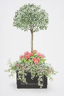 Viburnum tinus, tree-like mop-headed shrub, with an underplanting of pink rose-like flowers of Begonia x tuberhybrida Viburnum tinus, tree-like mop-headed shrub, with an underplanting of pink rose-like flowers of Begonia x tuberhybrida