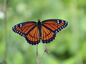Viceroy butterfly, Limenitis archippus, mimics pattern and coloration of Monarch butterfly Viceroy butterfly, Limenitis archippus, mimics pattern and coloration of Monarch butterfly