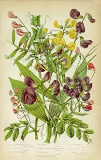 Vicia, Black Bitter Vetch and Pea Victorian Botanical Illustration Vicia, Black Bitter Vetch and Pea Victorian Botanical Illustration