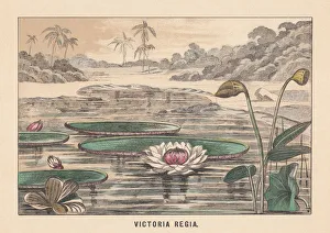 Victoria amazonica (formerly Victoria Regia), hand-colored lithograph, published in 1891 Victoria amazonica (formerly Victoria Regia), hand-colored lithograph, published in 1891