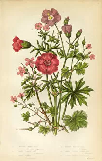 Images Dated 3rd February 2016: Victorian Botanical Illustration: Cranesbill and Geranium