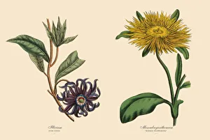 Victorian Botanical Illustration of Illicium and Mesembryanthemum Plants Victorian Botanical Illustration of Illicium and Mesembryanthemum Plants